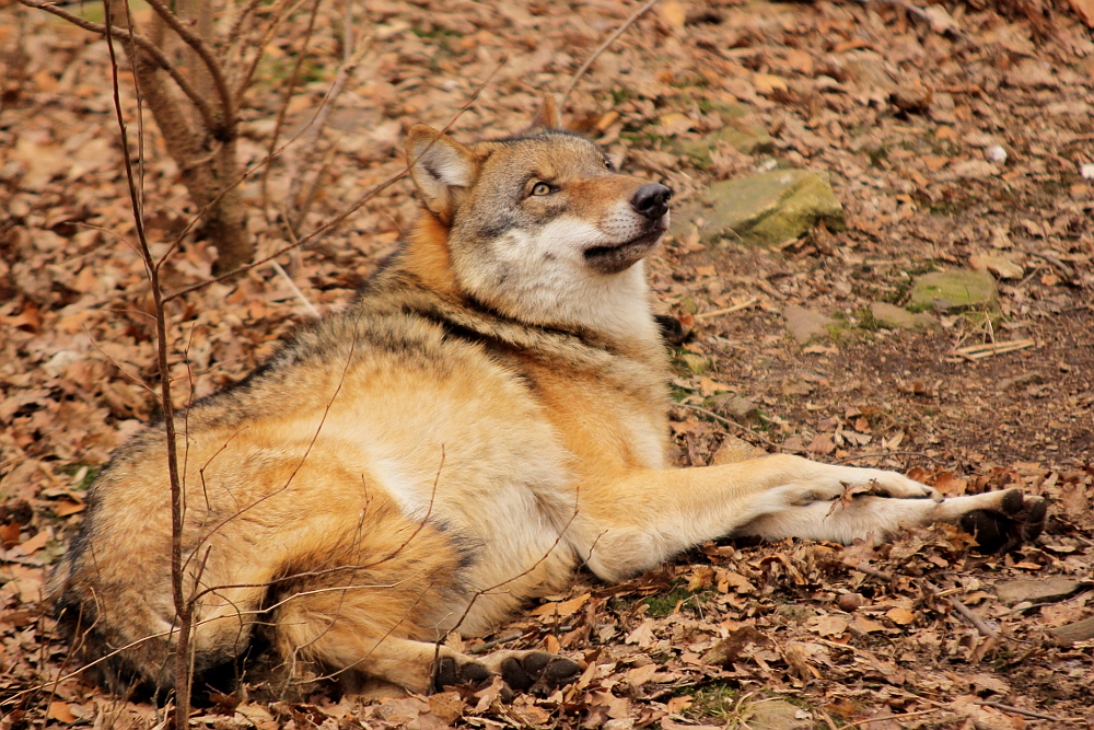 Moritzburg1402Elli_Lilly-20