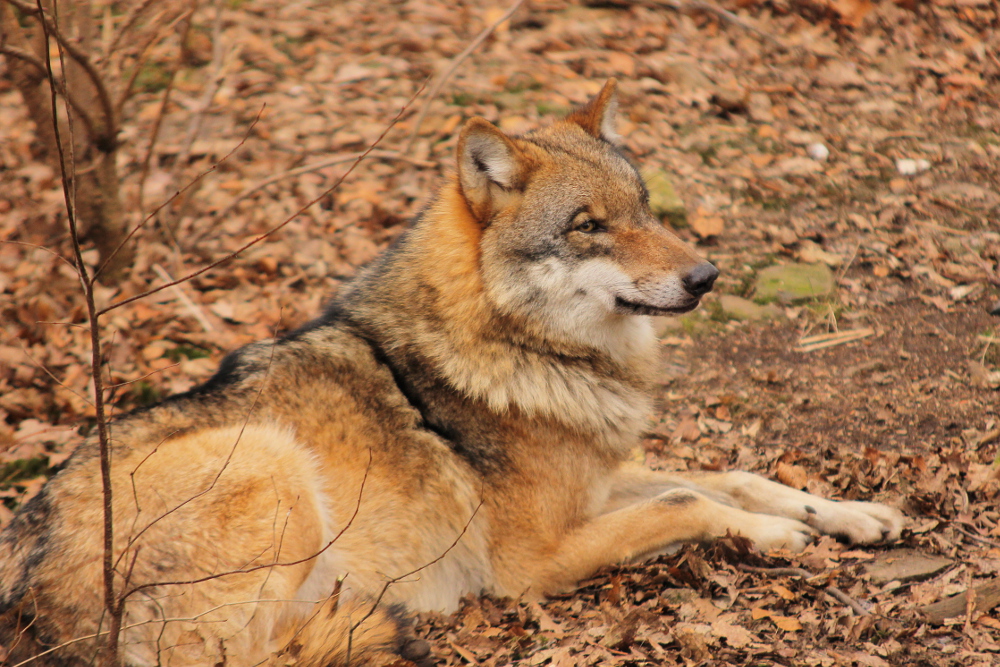 Moritzburg1402Elli_Lilly-22