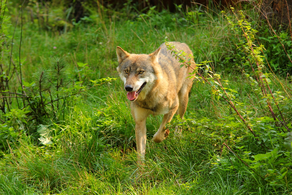 Eekholt1409Elli_Janosch-14