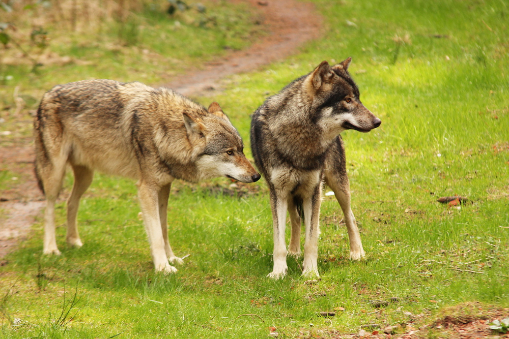 Eekholt1503Elli_Boys-03