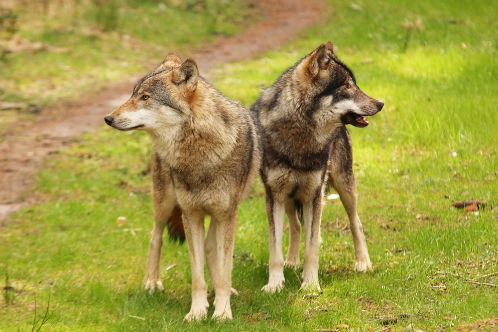 Eekholt1503Elli_Boys-05