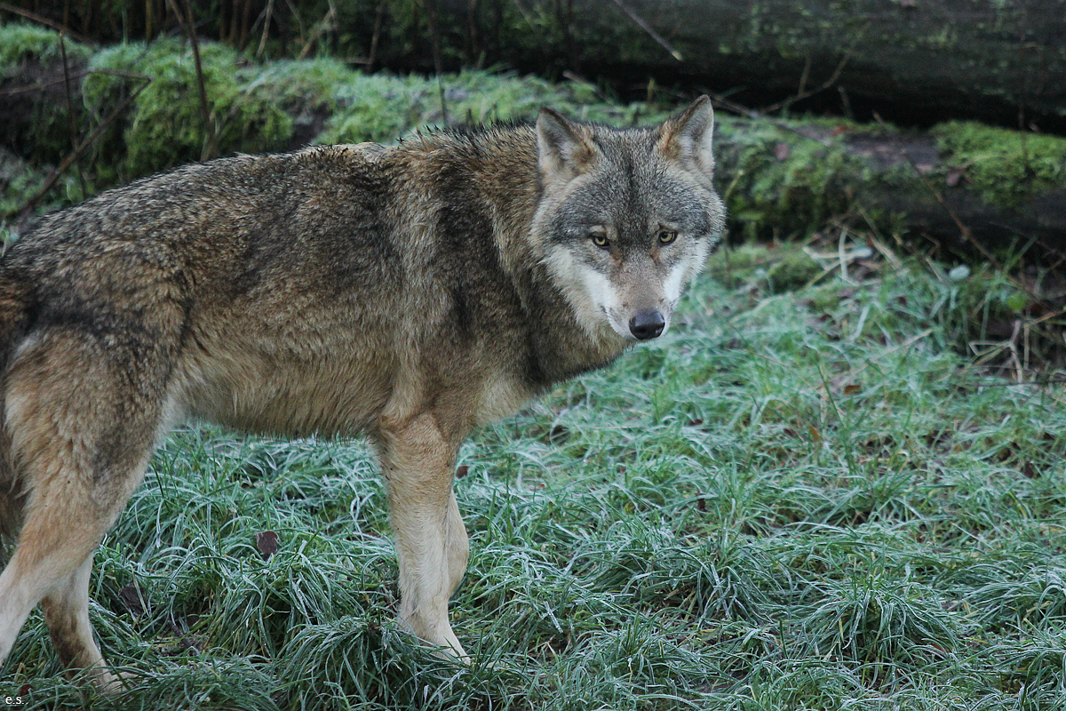 Eekholt1511Elli_Janosch-07