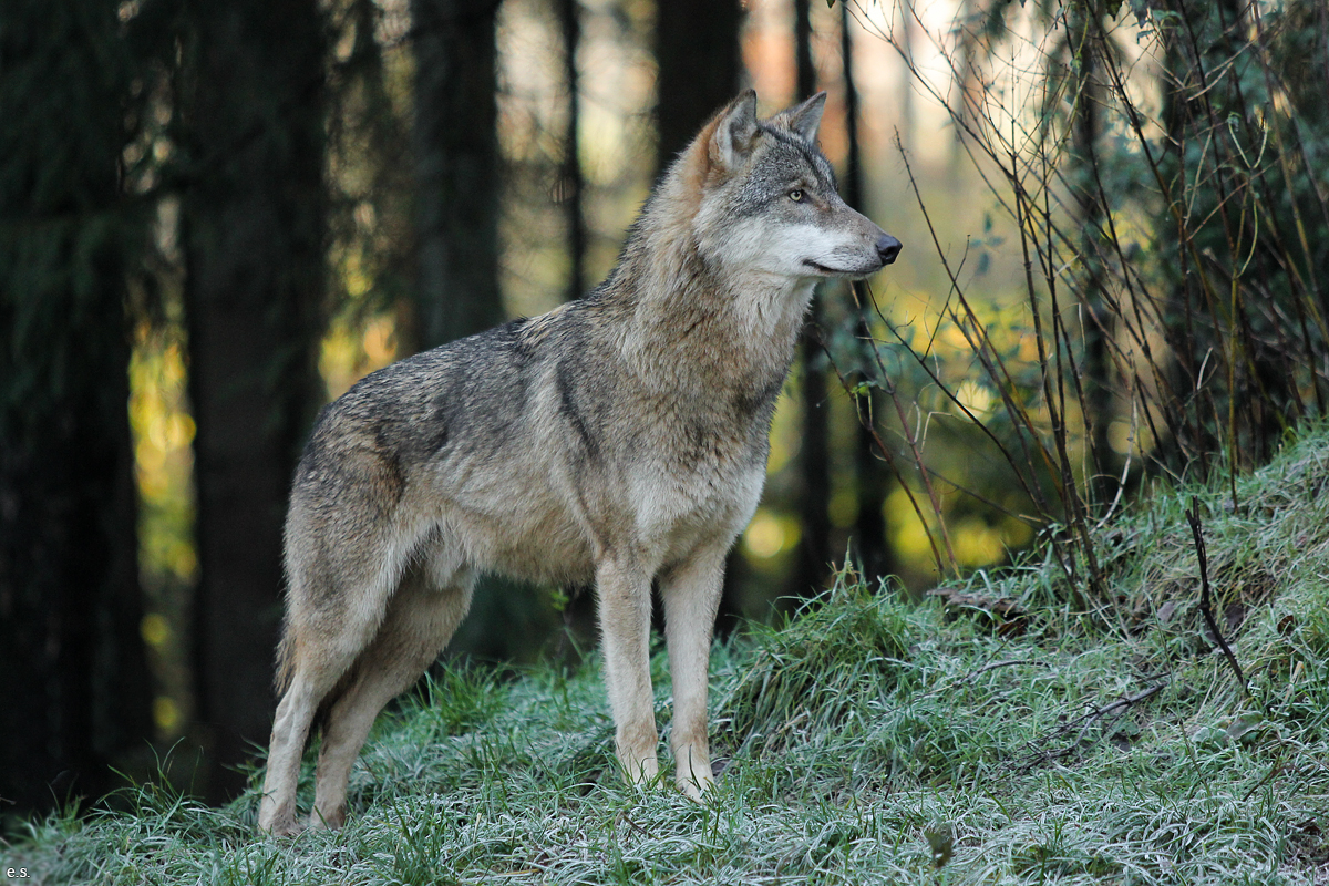Eekholt1511Elli_Janosch-08