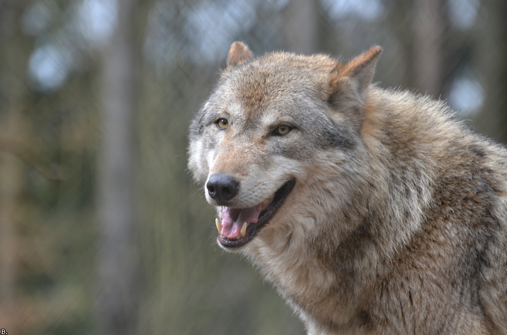 Lueneburg1107BineG_Lobo-03
