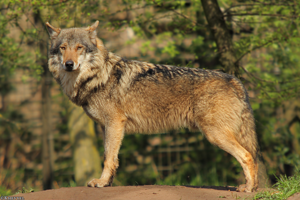 Nordhorn1305Kati_Romulus-23