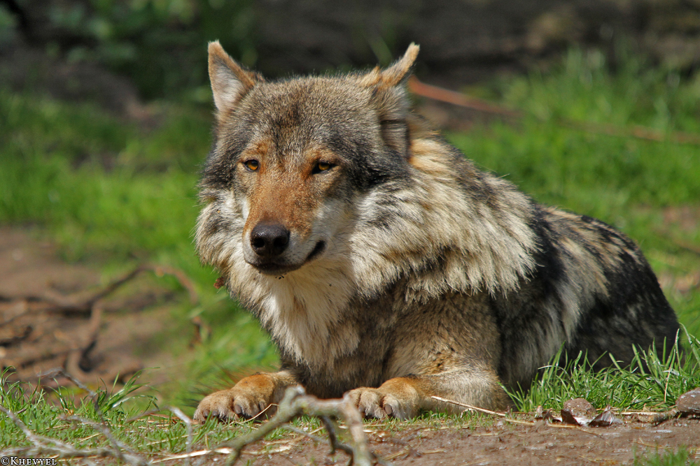Nordhorn1305Kati_Romulus-27