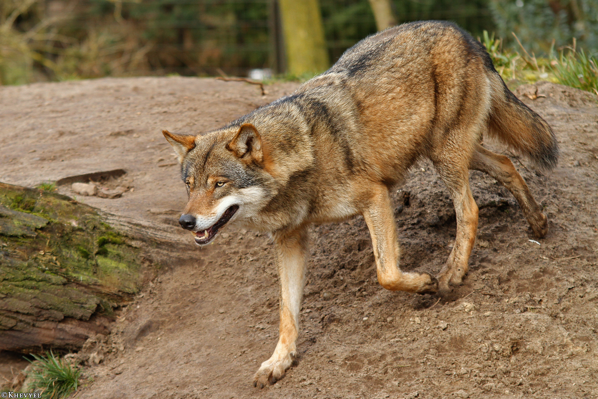 Nordhorn1402Kati_Remus-21