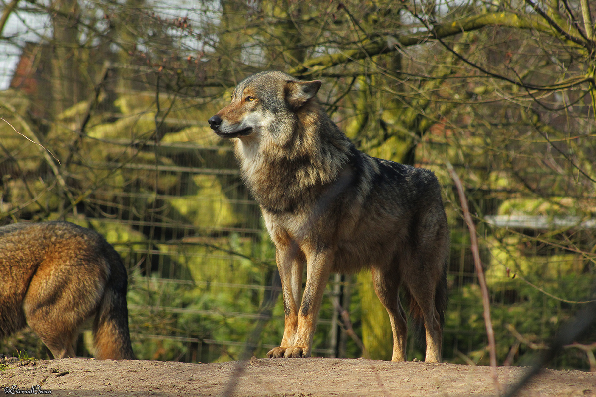 Nordhorn1402Jessi_Romulus-37