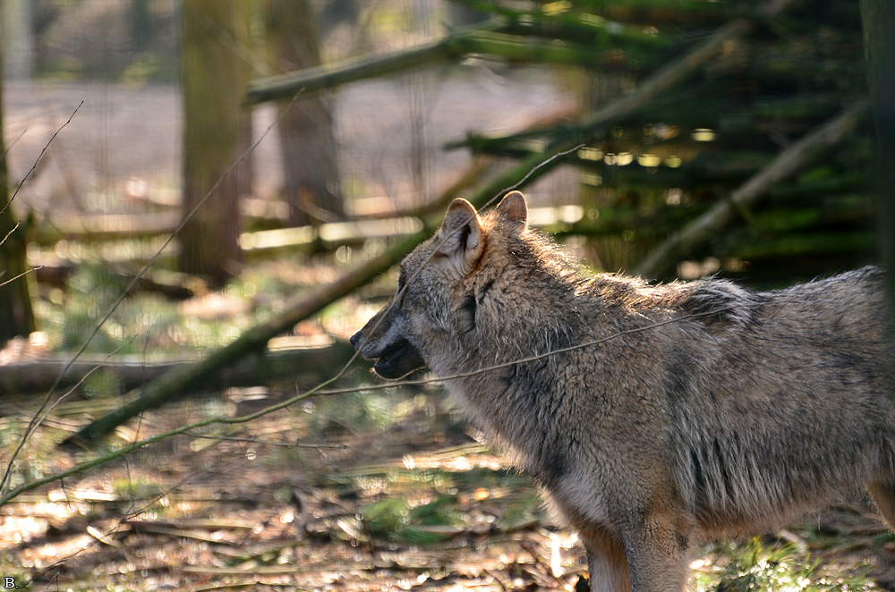 Schorfheide1203BineG_All-03
