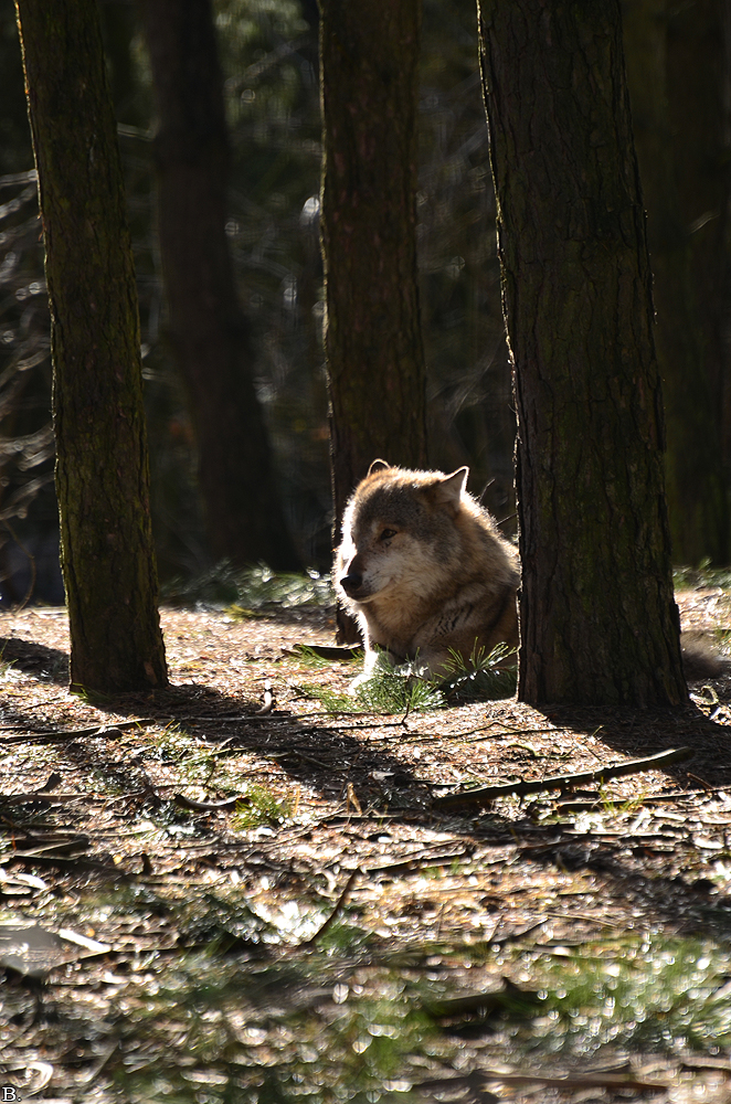 Schorfheide1203BineG_All-05