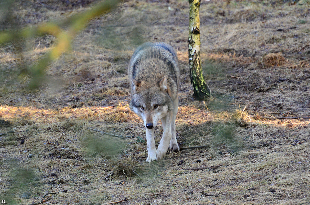 Schorfheide1203BineG_All-13