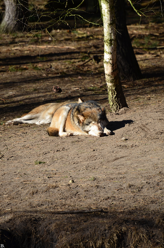 Schorfheide1203BineG_All-14