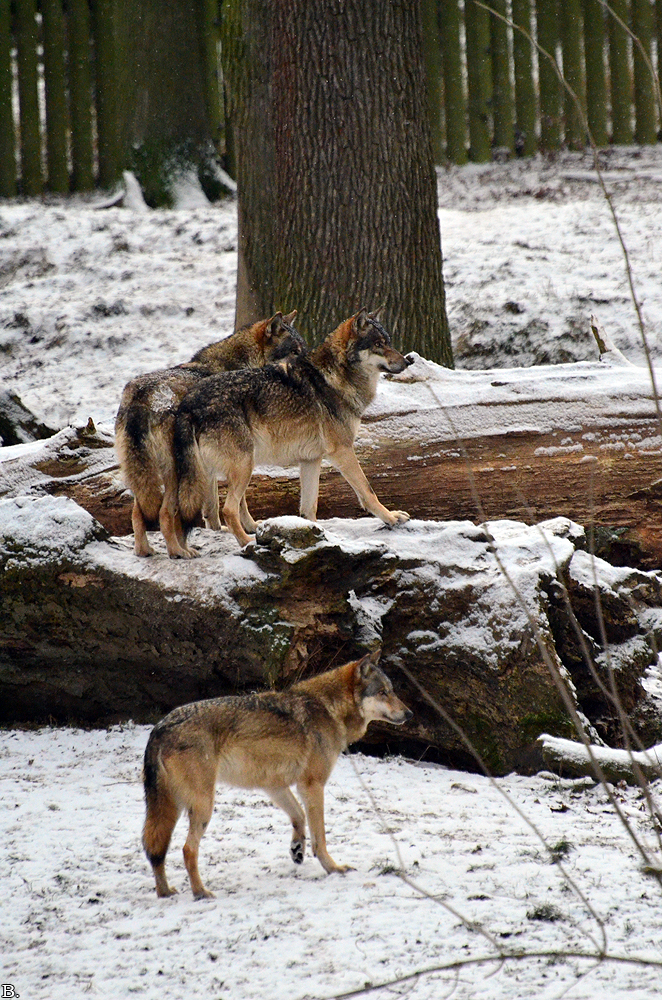 Springe1202BineG_All-05