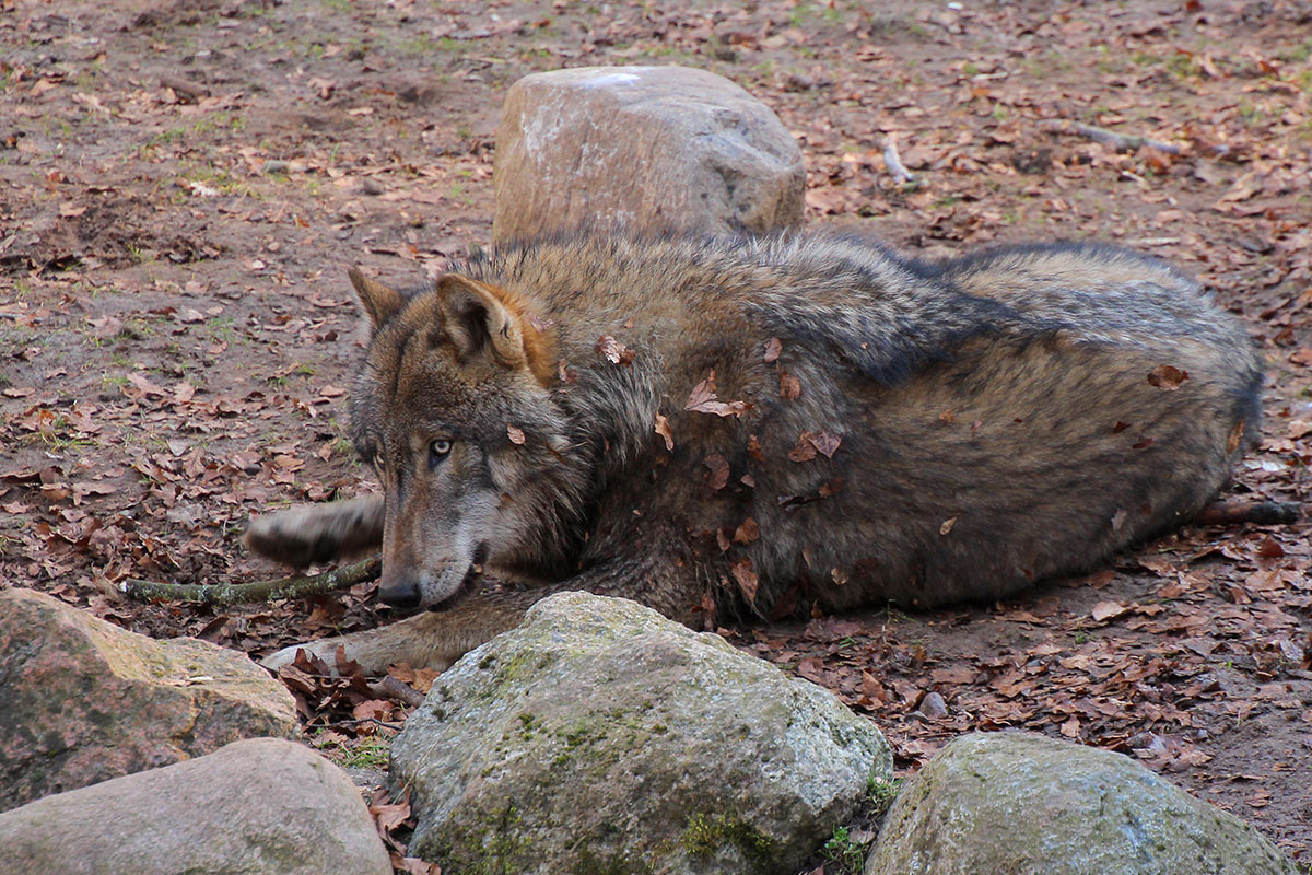 eberswalde0803lina_lupo-12