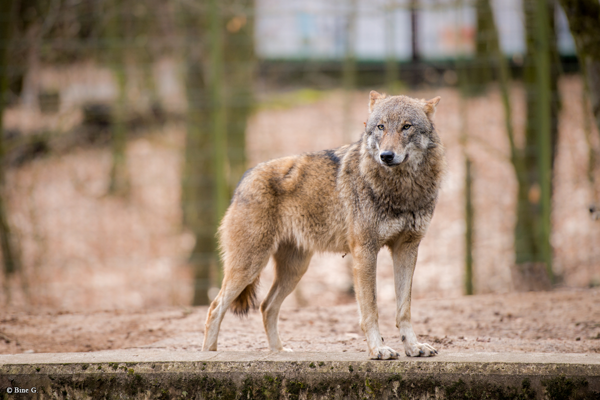 Eberswalde1703BineG_Wolf1-07