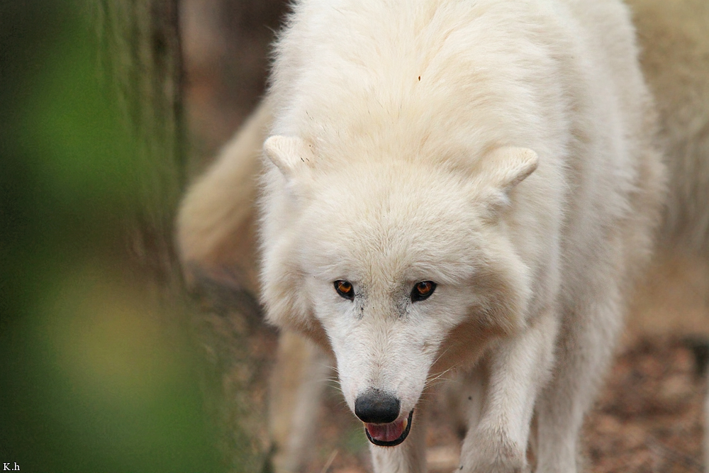 Wolf_Auh1112-Khan-02