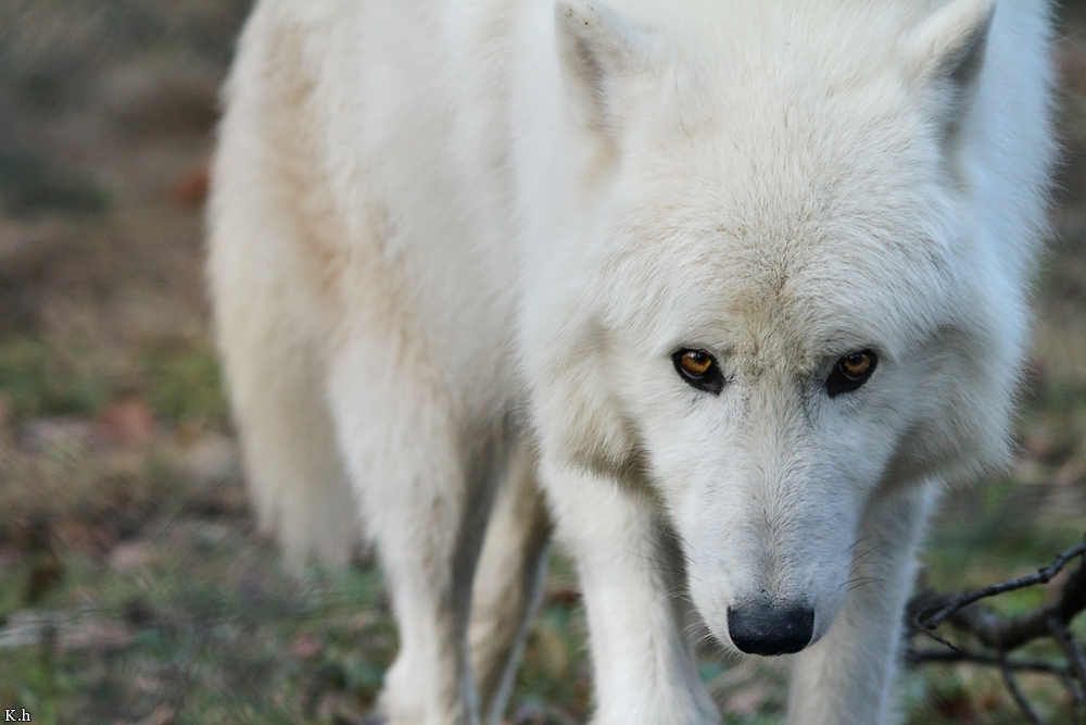 Wolf_Auh1112-Sco-08
