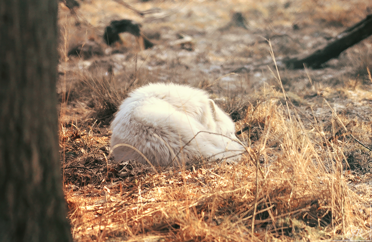 Sas_Auheim1202_Scott-04