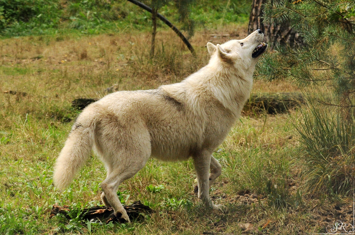 Sas_Auheim1209_Inuq-14