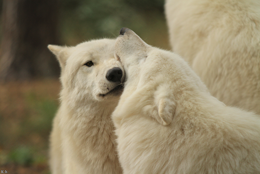 Wolf_Auh1209-All-03