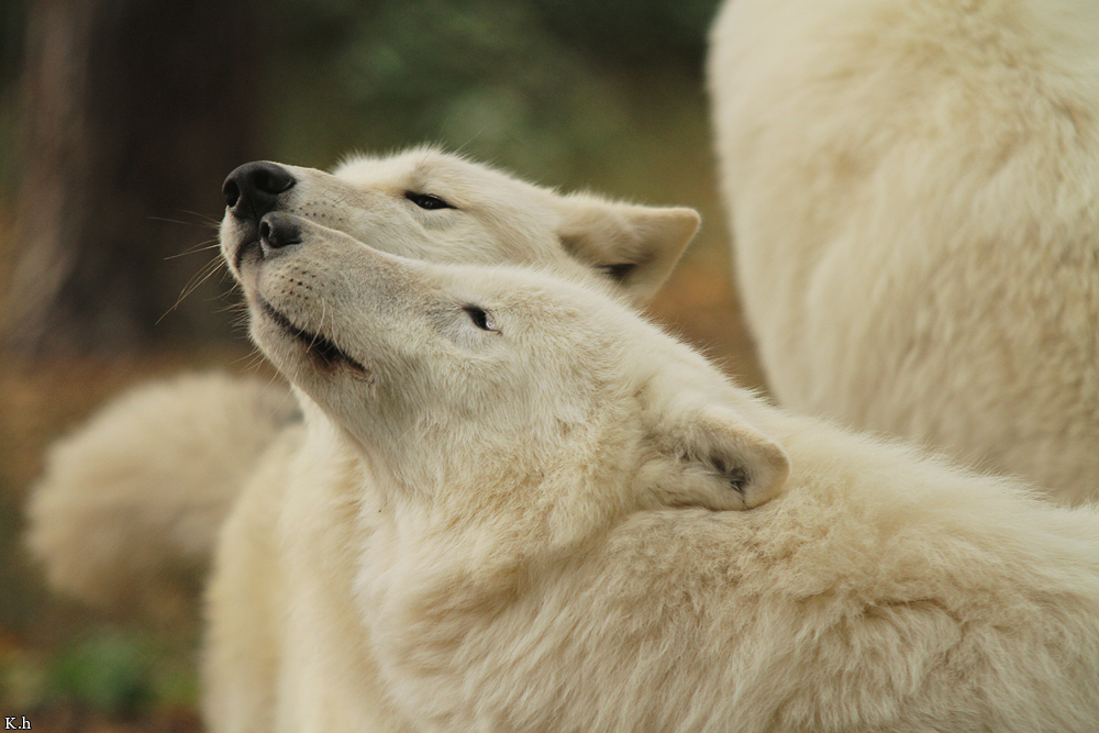 Wolf_Auh1209-All-04