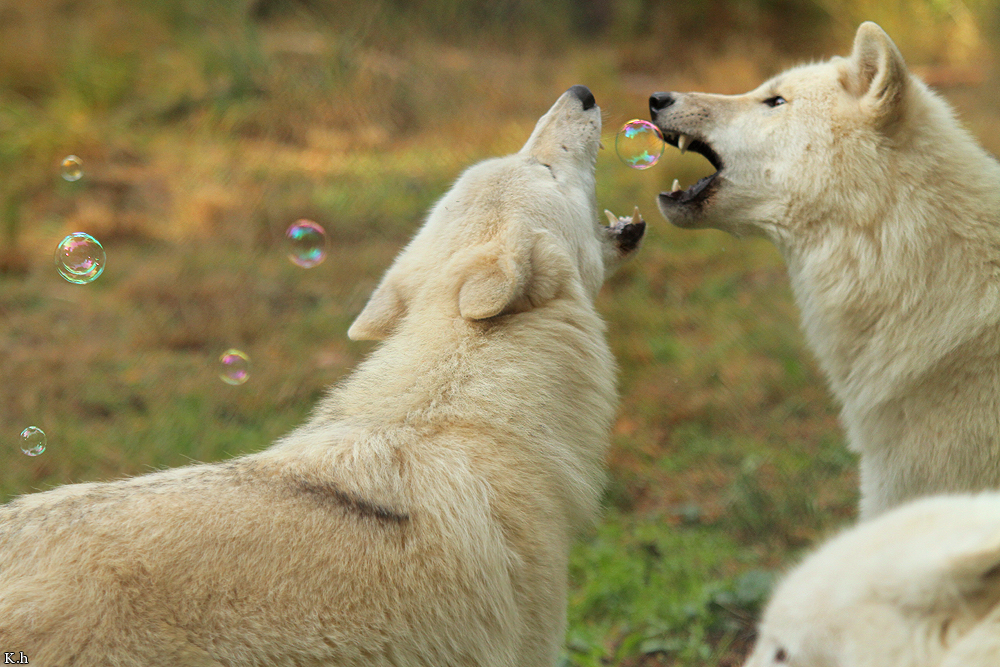 Wolf_Auh1209-All-05