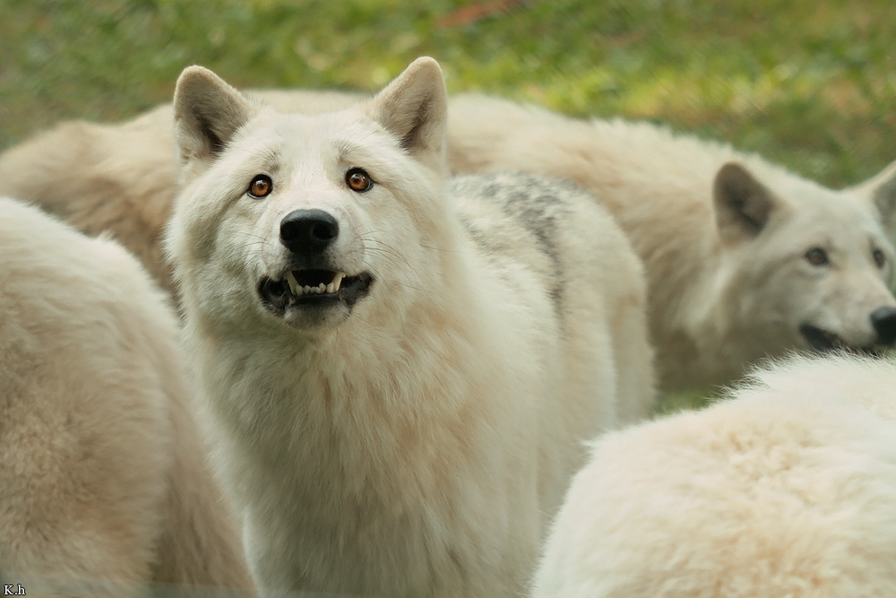 Wolf_Auh1209-Asl-01