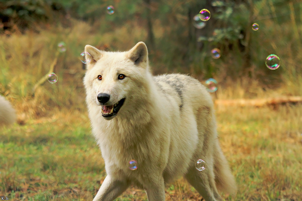 Wolf_Auh1209-Asl-02