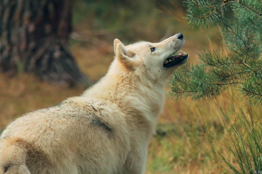 Wolf_Auh1209-Asl-03