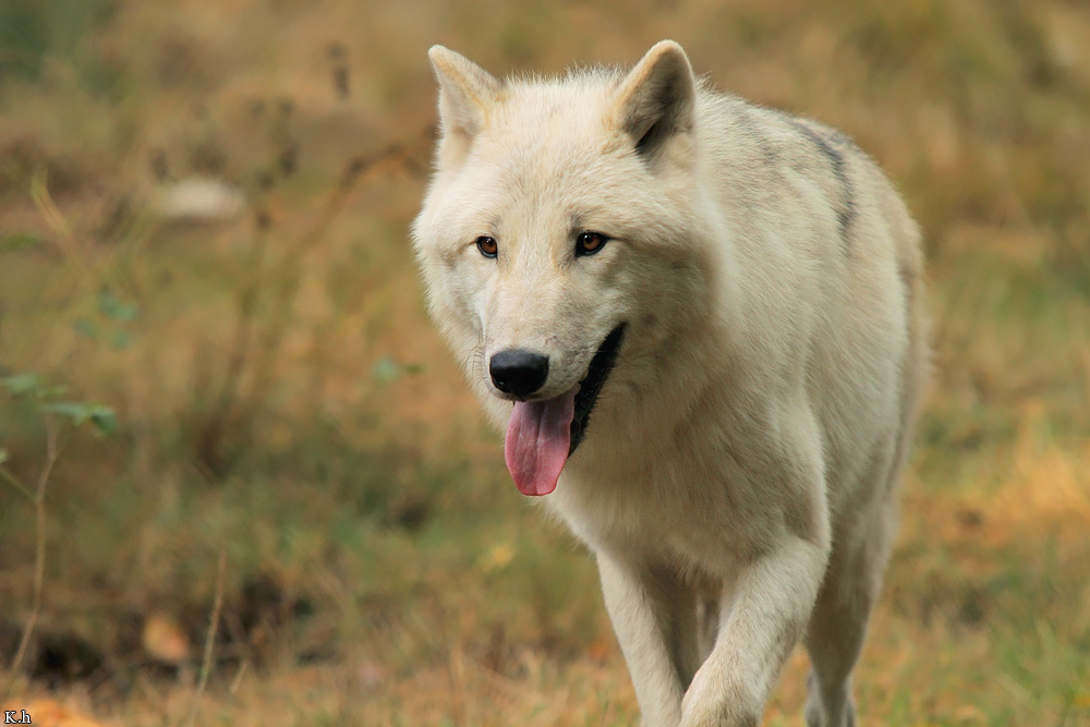 Wolf_Auh1209-Asl-04