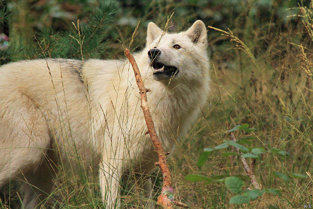 Wolf_Auh1209-Asl-05