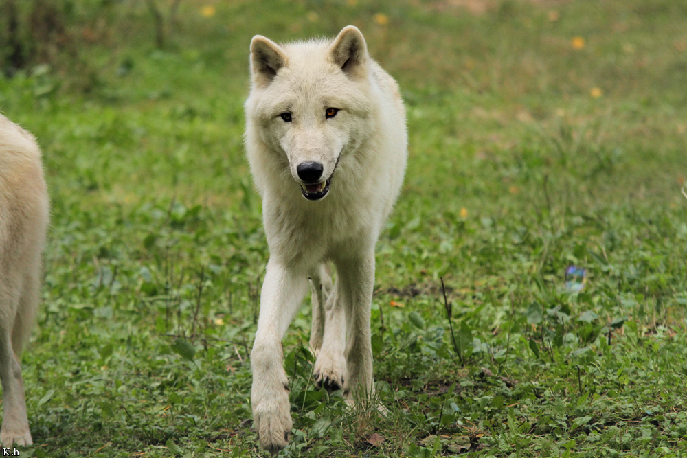 Wolf_Auh1209-Asl-06