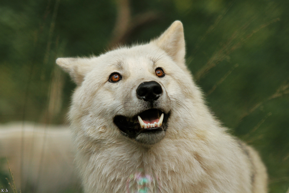 Wolf_Auh1209-Asl-07