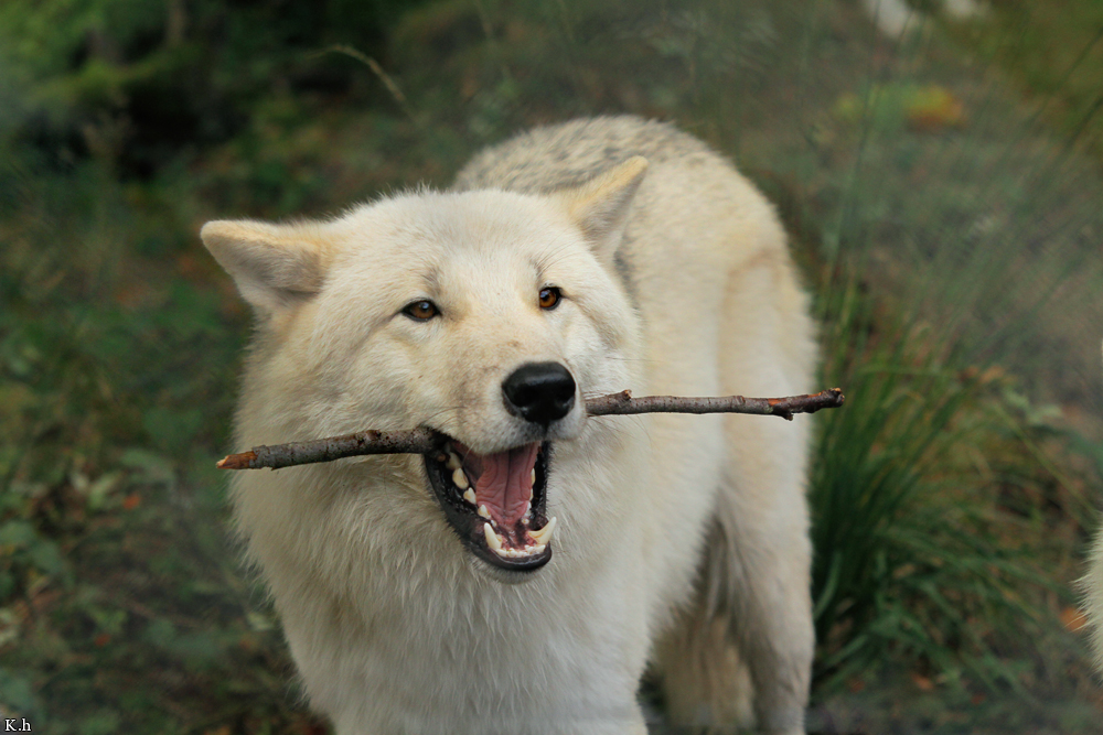 Wolf_Auh1209-Asl-08