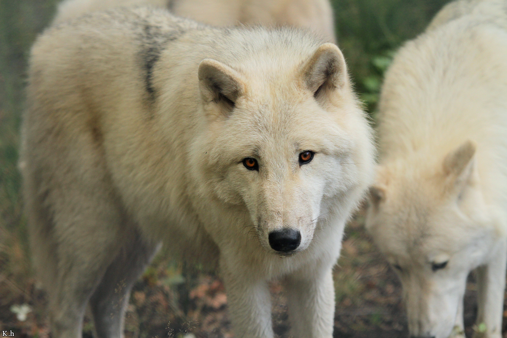 Wolf_Auh1209-Asl-09