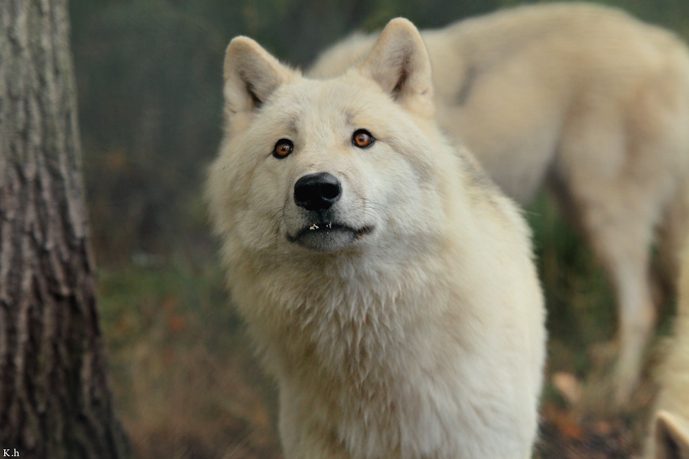 Wolf_Auh1209-Asl-10