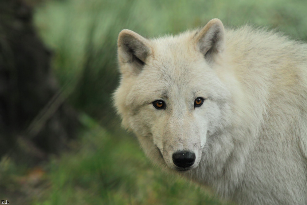 Wolf_Auh1209-Asl-11