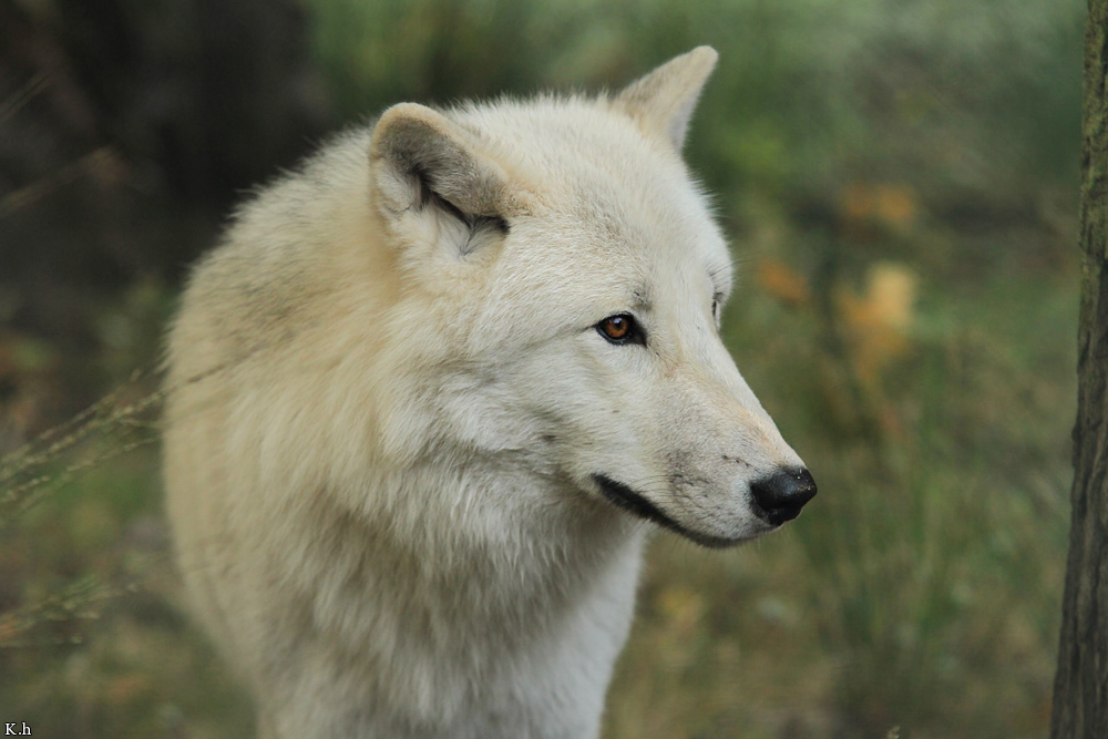 Wolf_Auh1209-Asl-12