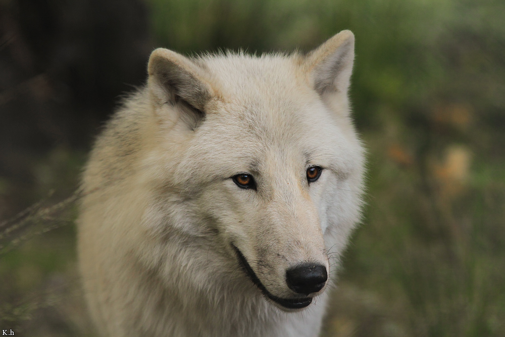 Wolf_Auh1209-Asl-13