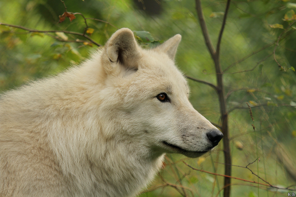 Wolf_Auh1209-Asl-14