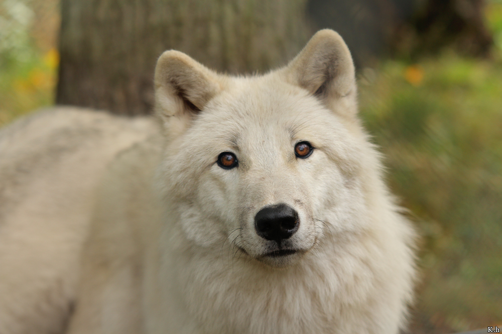 Wolf_Auh1209-Asl-15