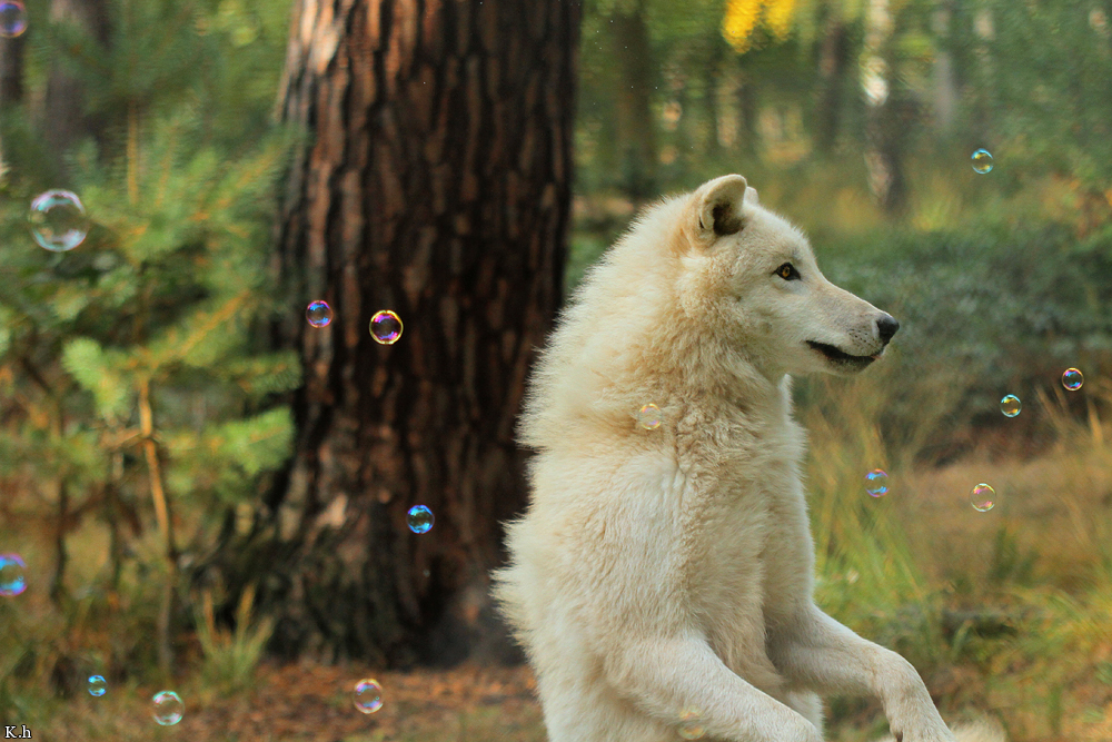 Wolf_Auh1209-Asl-16