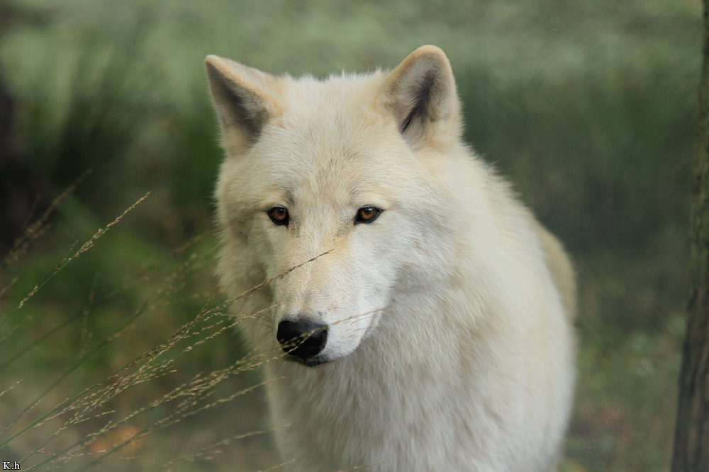 Wolf_Auh1209-Inu-06