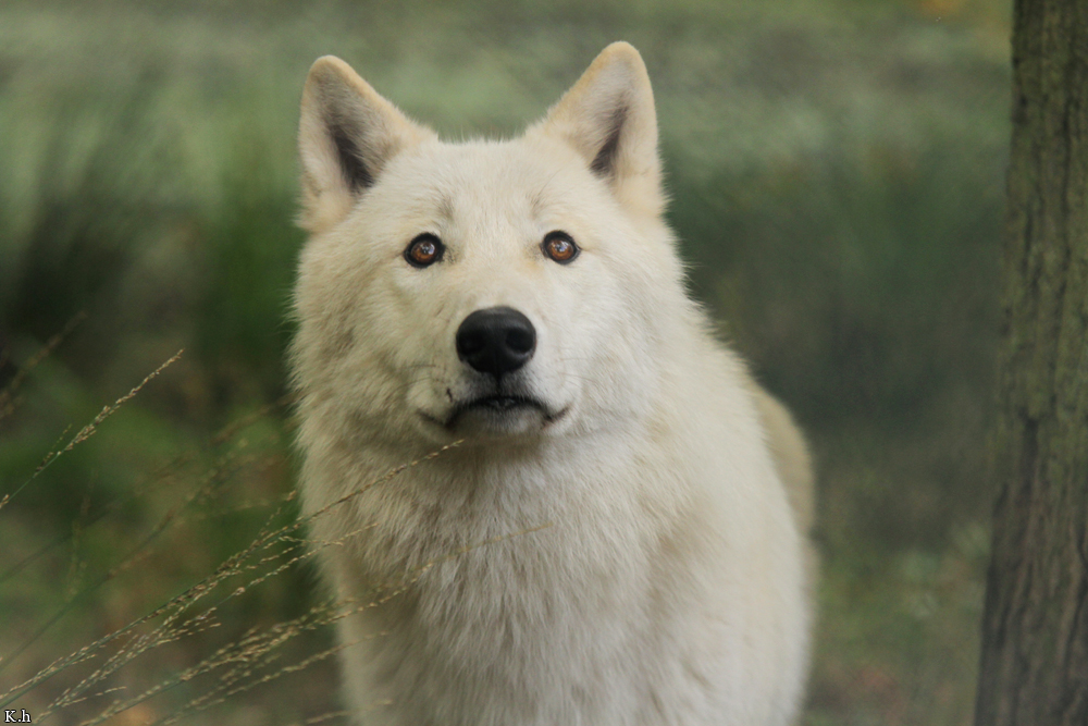 Wolf_Auh1209-Inu-07