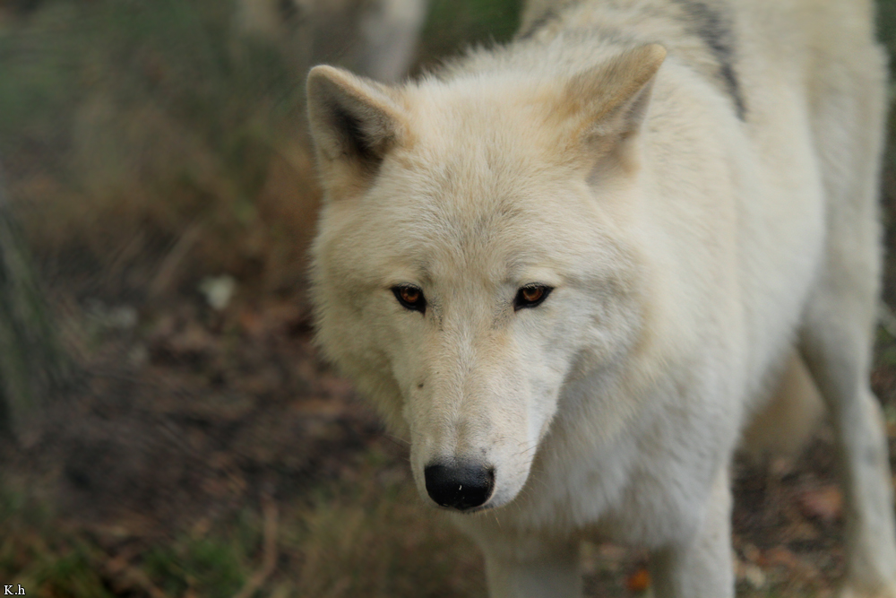 Wolf_Auh1209-Inu-09