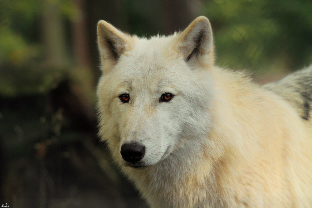 Wolf_Auh1209-Inu-12