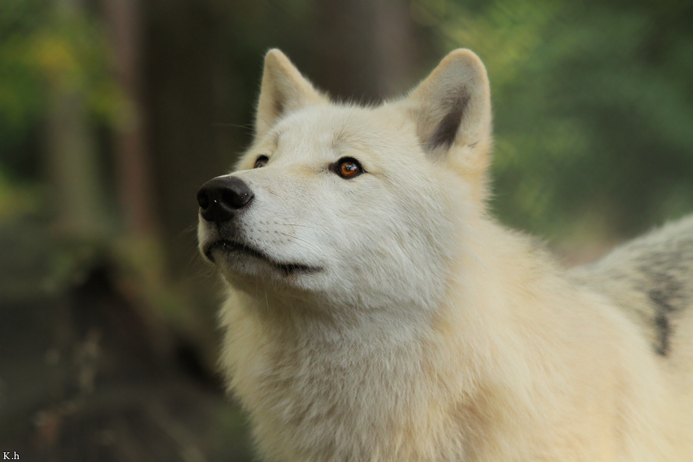 Wolf_Auh1209-Inu-14