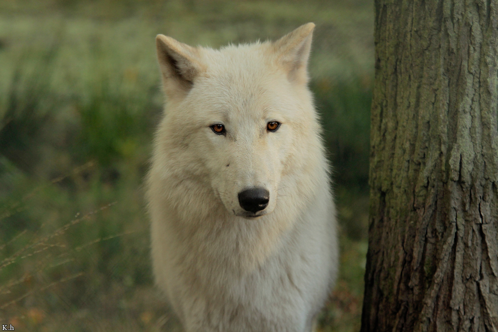 Wolf_Auh1209-Inu-15