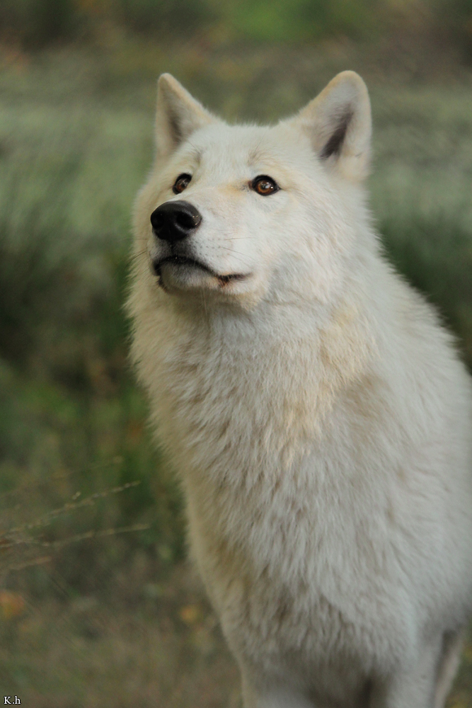Wolf_Auh1209-Inu-16