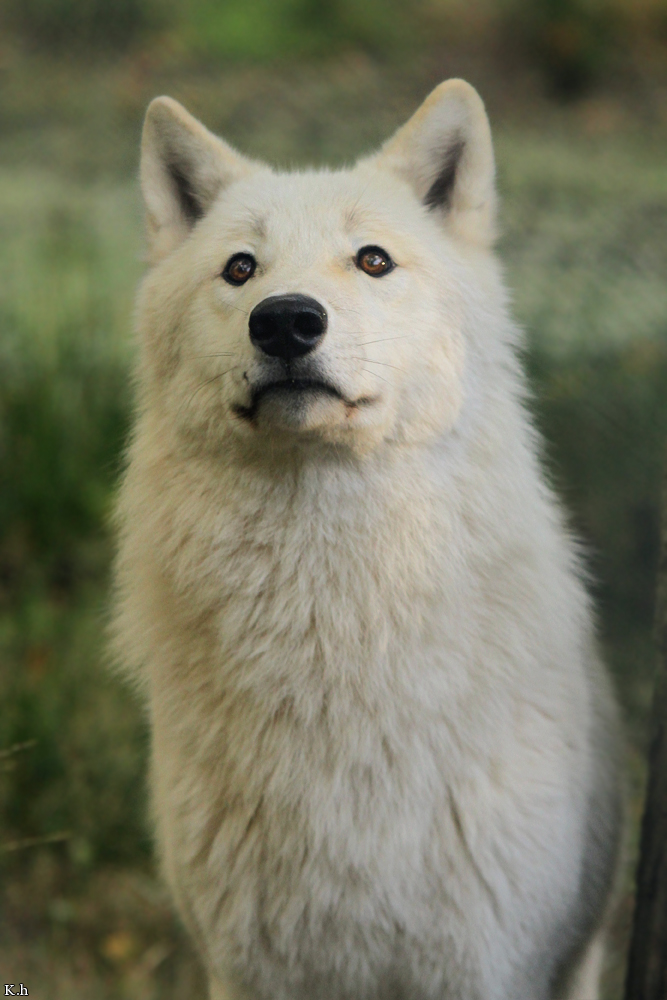 Wolf_Auh1209-Inu-17